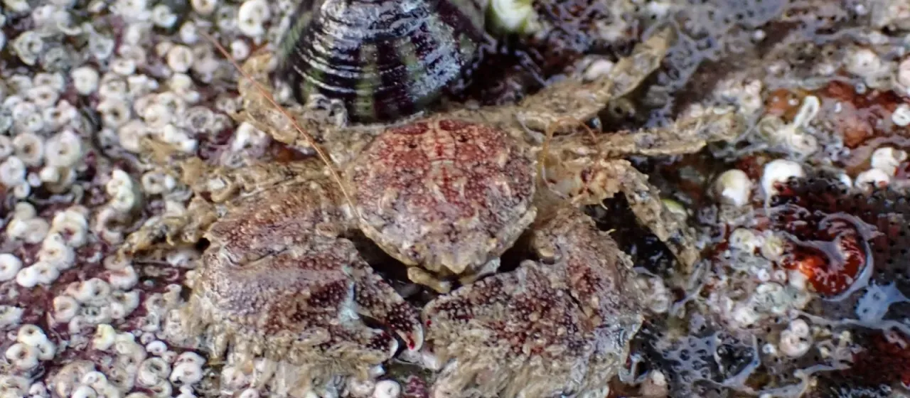 Hairy porcelain crab