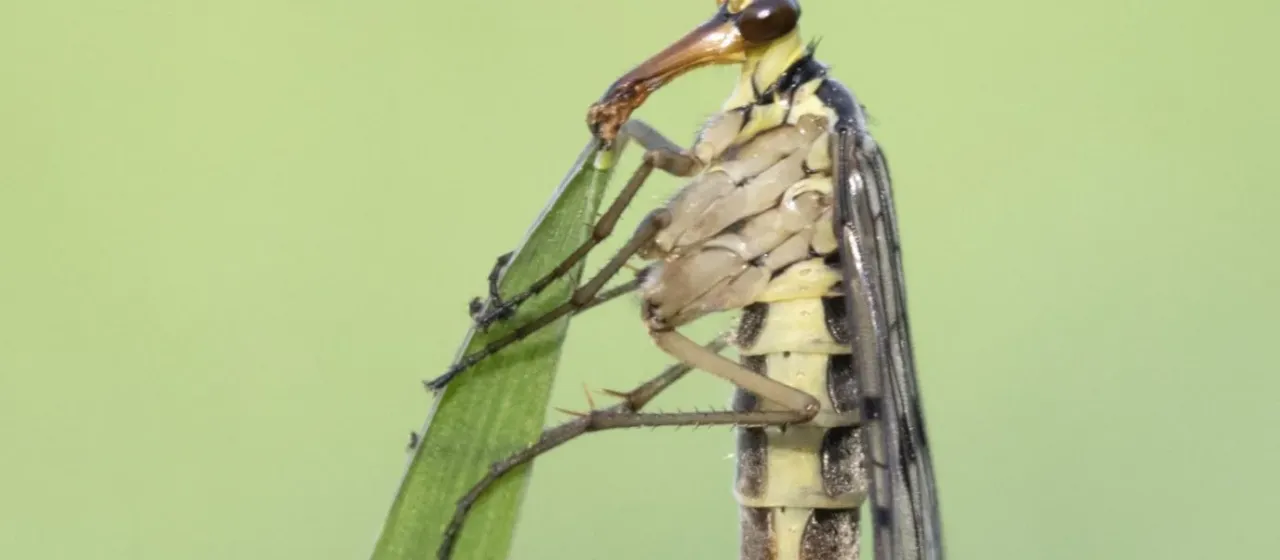 Common scorpionfly
