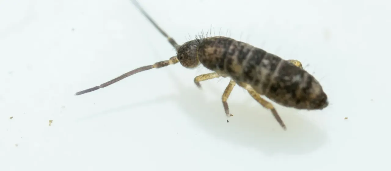 Tomocerus minor