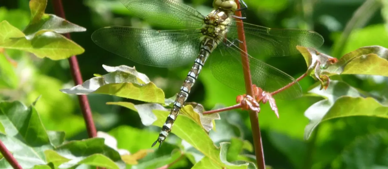 Southern hawker