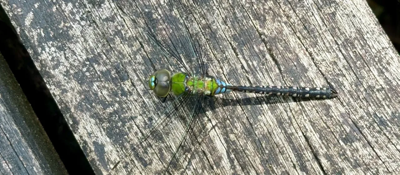 Anax guttatus