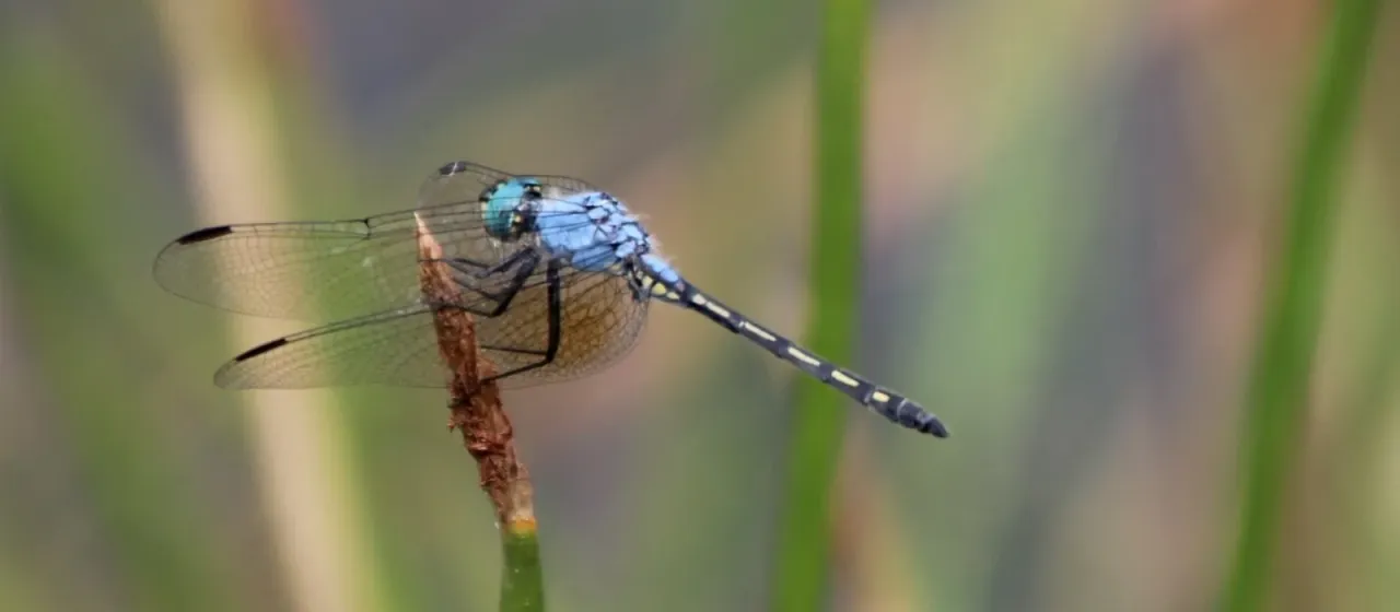 Trithemis stictica