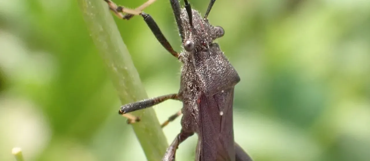 Camptopus lateralis