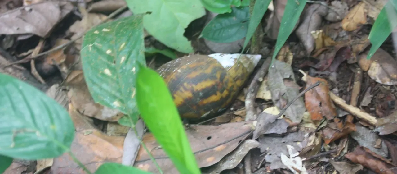 Giant African snail