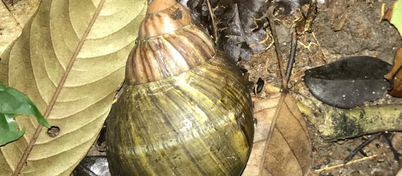 Archachatina ventricosa