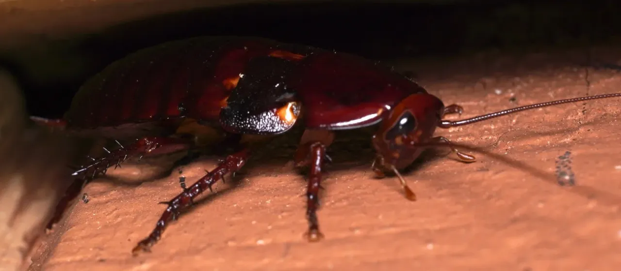 Florida cockroach