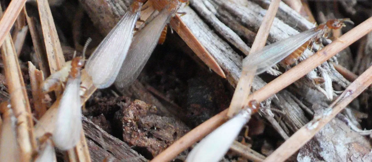 Eastern subterranean termite