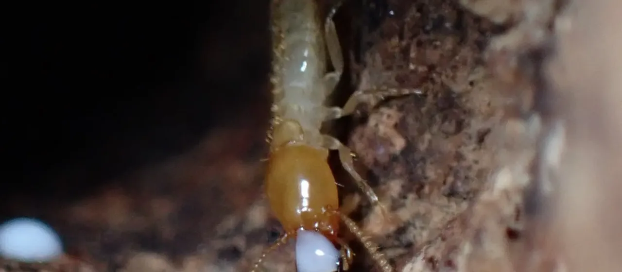 French's termite