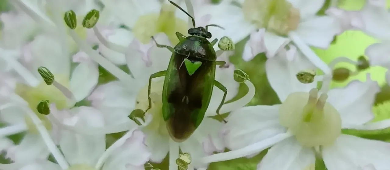 Orthops campestris