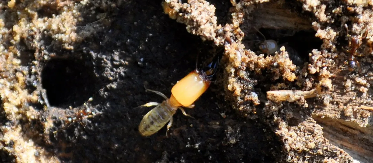 Neocapritermes opacus
