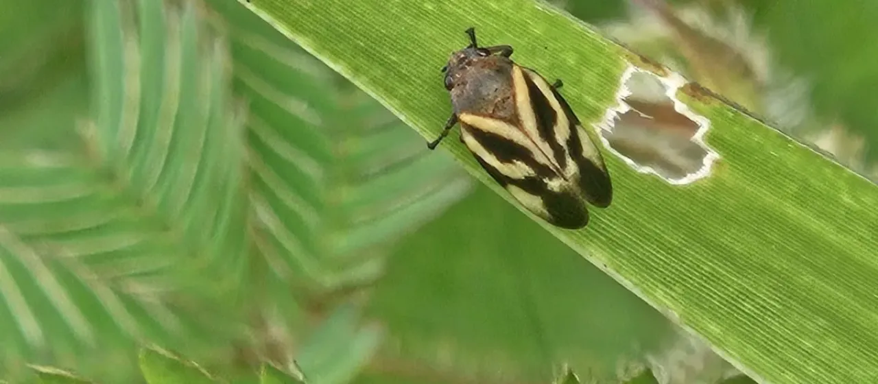 Aeneolamia