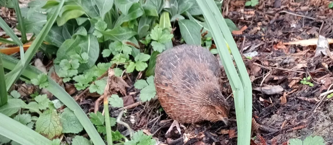 Japanese quail