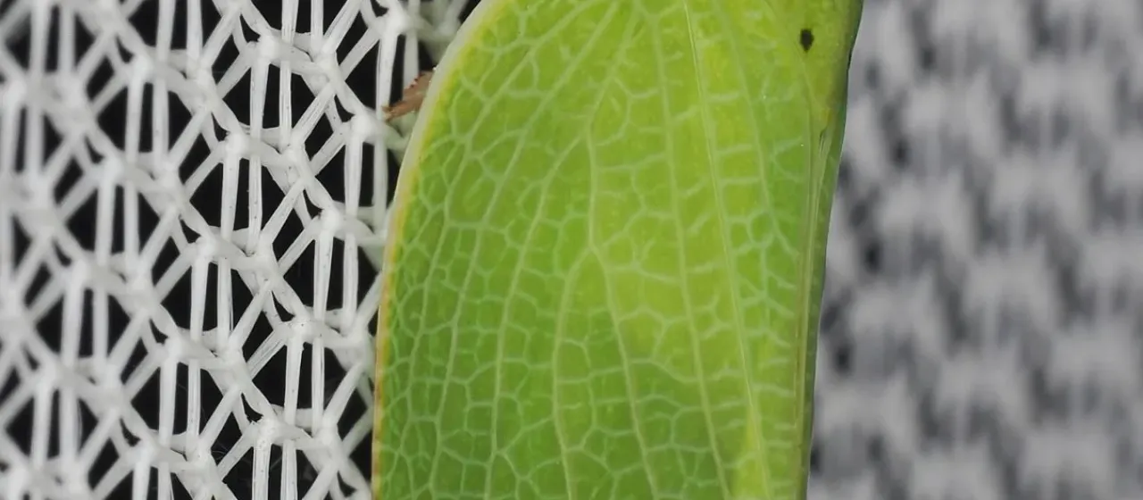 Acanalonia conica
