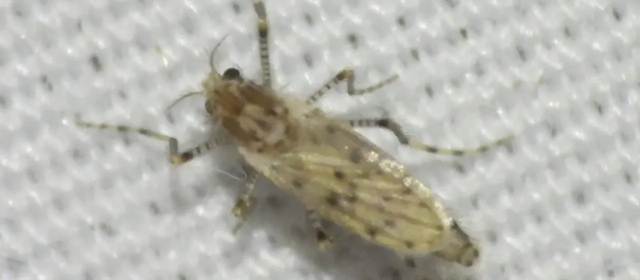 Phantom midge