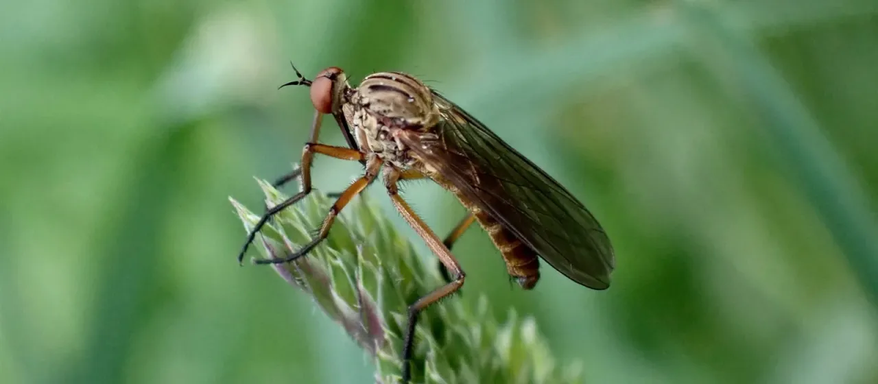 Dance fly