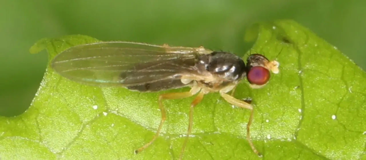 Carrot fly