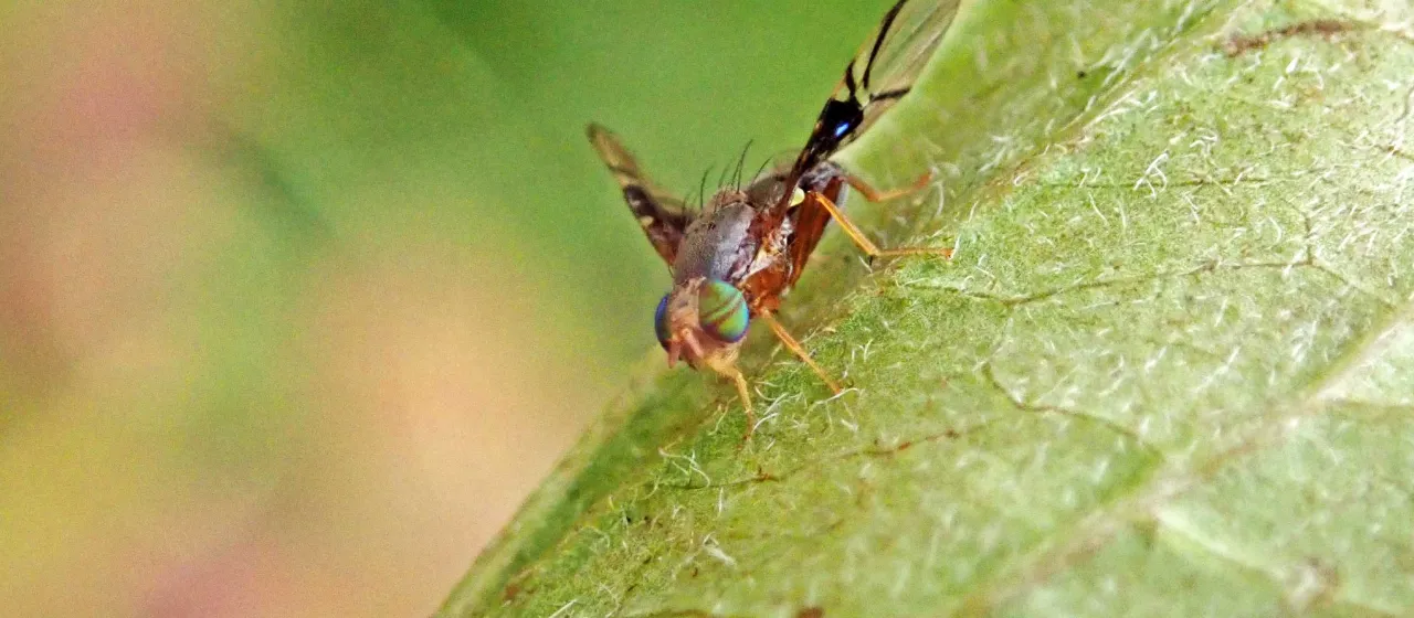 Hawthorn fruit fly