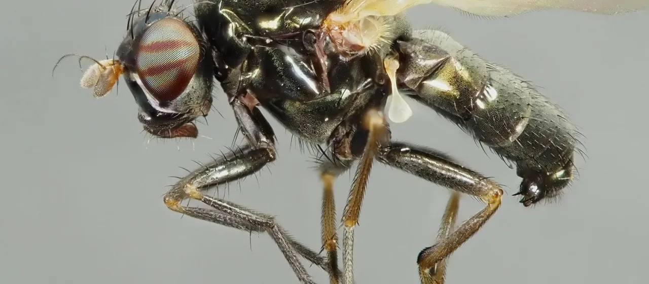 Calliopum aeneum