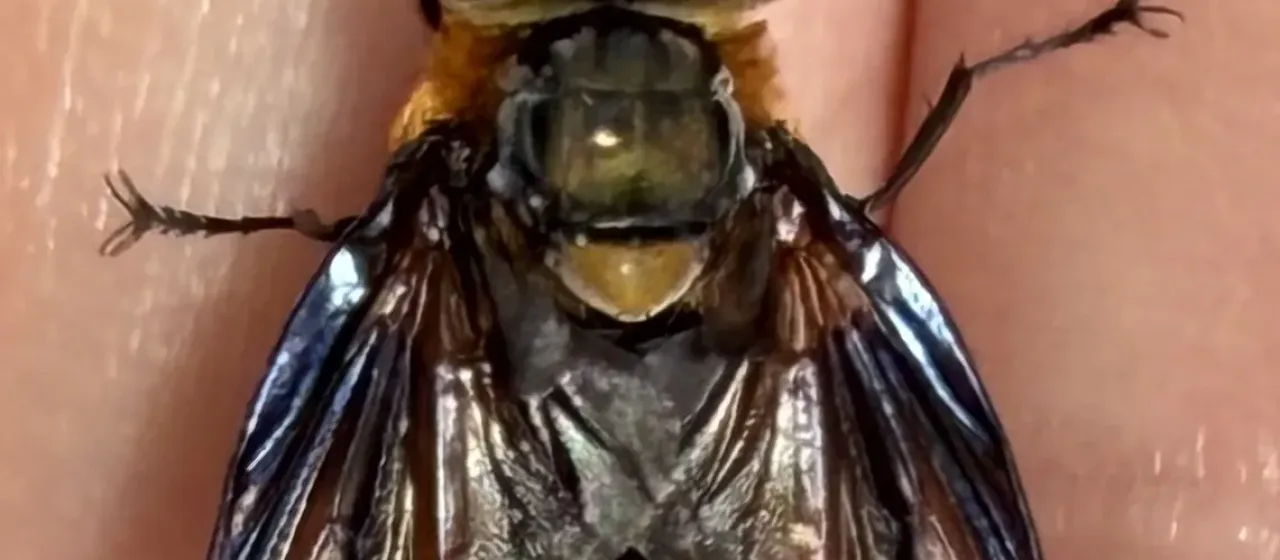Alophora hemiptera