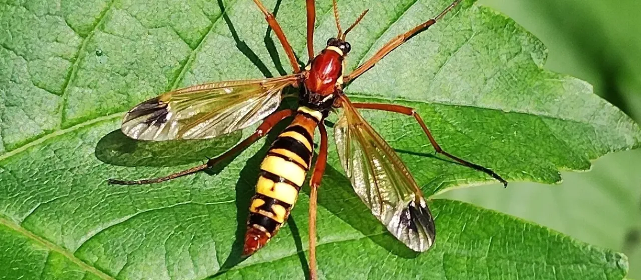 Ctenophora ornata