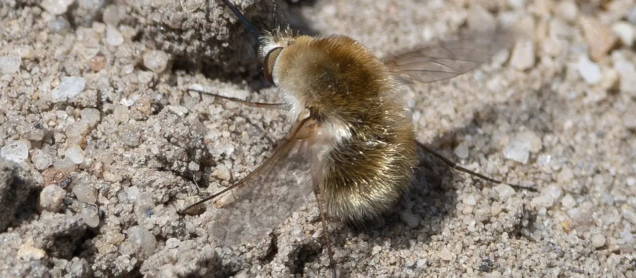 Bee fly