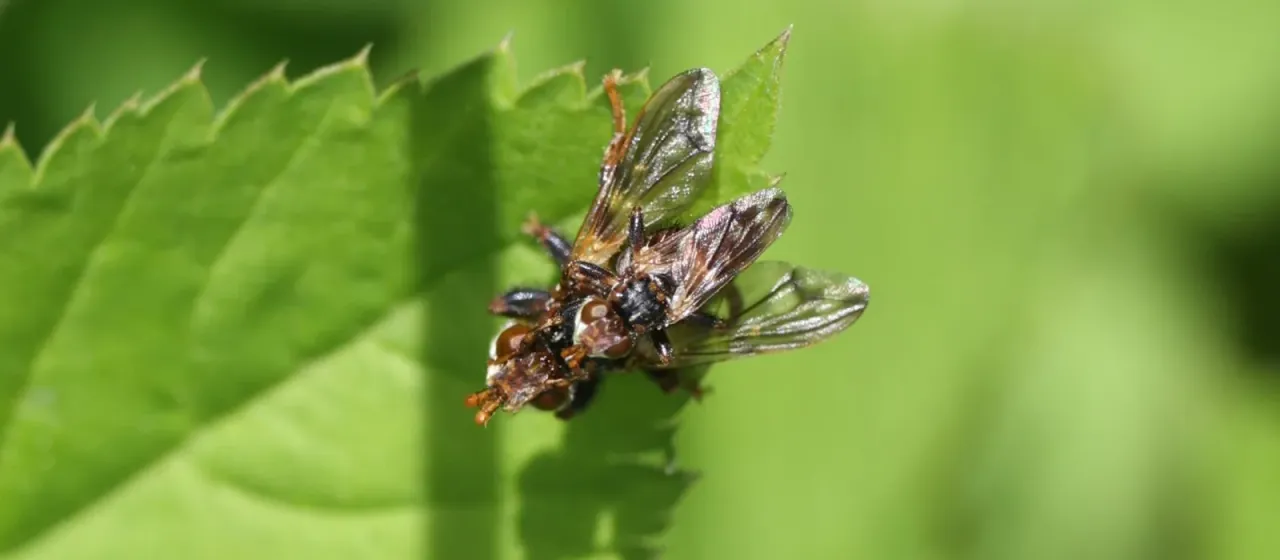 Thick-headed fly