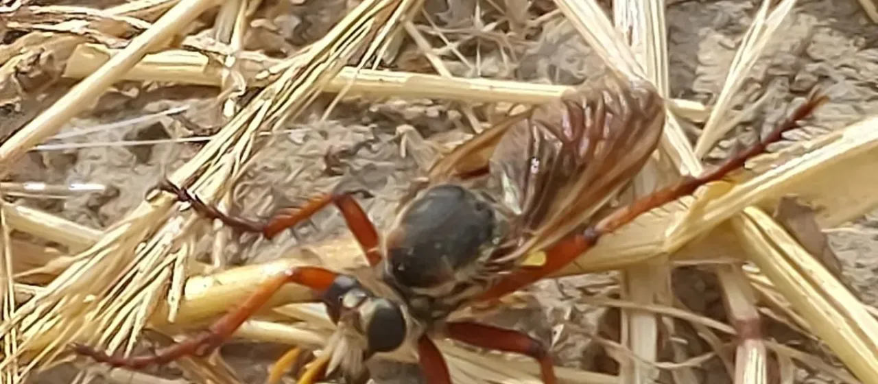 Dasypogon diadema