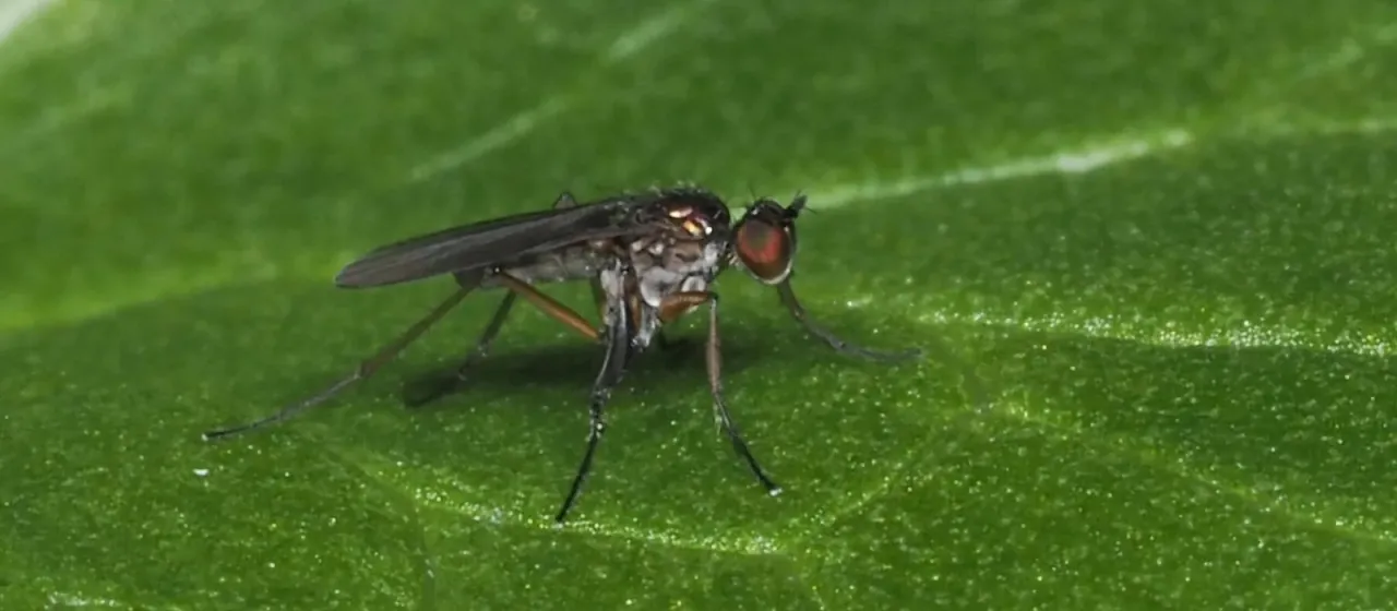 Long-legged fly (Campsicnemus scambus)