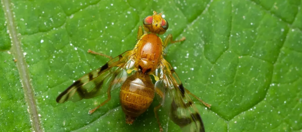 Celery fly