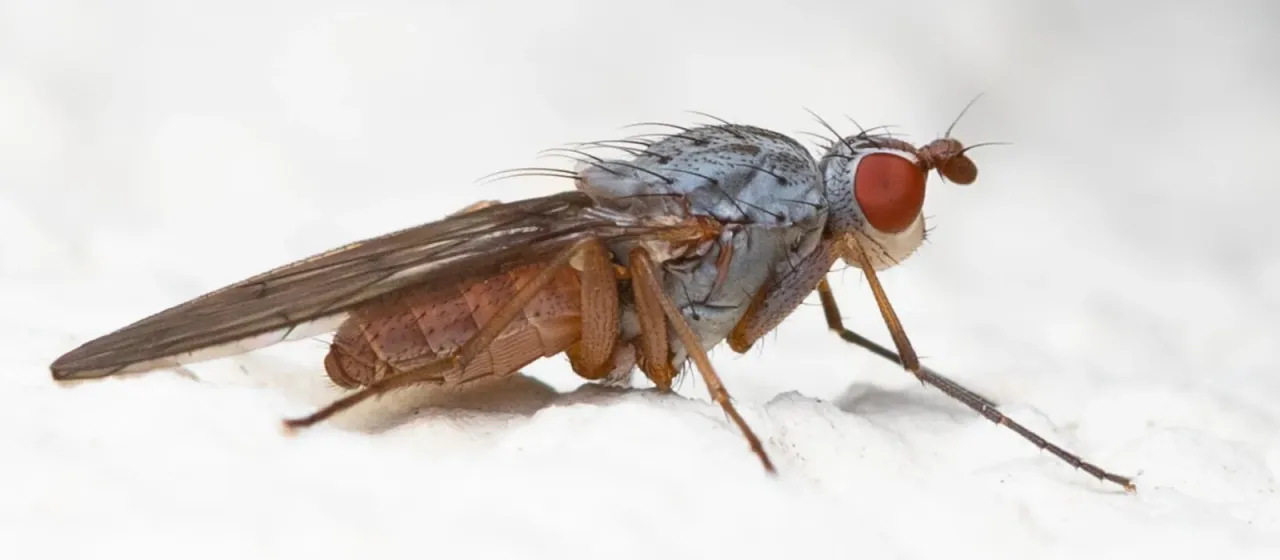 Tephrochlamys rufiventris