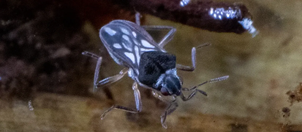 Microvelia douglasi