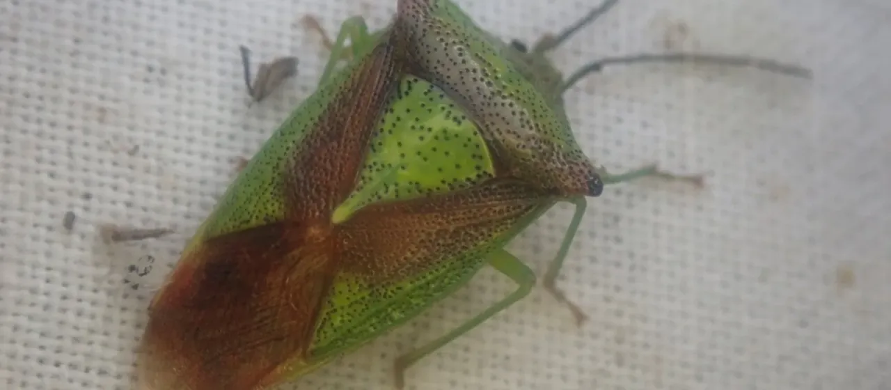Hawthorn shield bug
