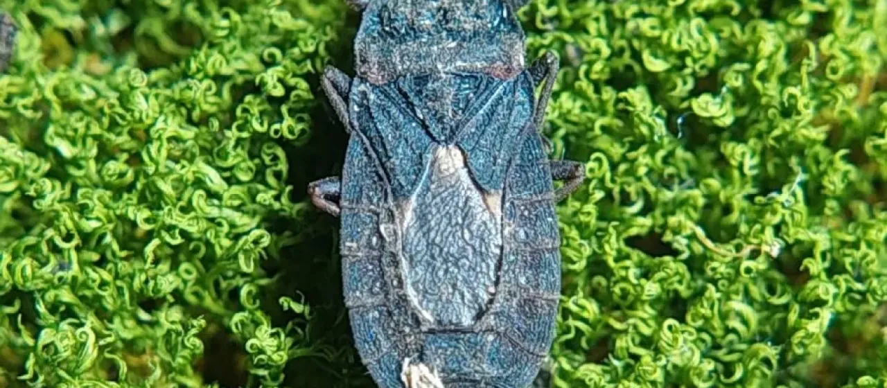 Aspen flat bug
