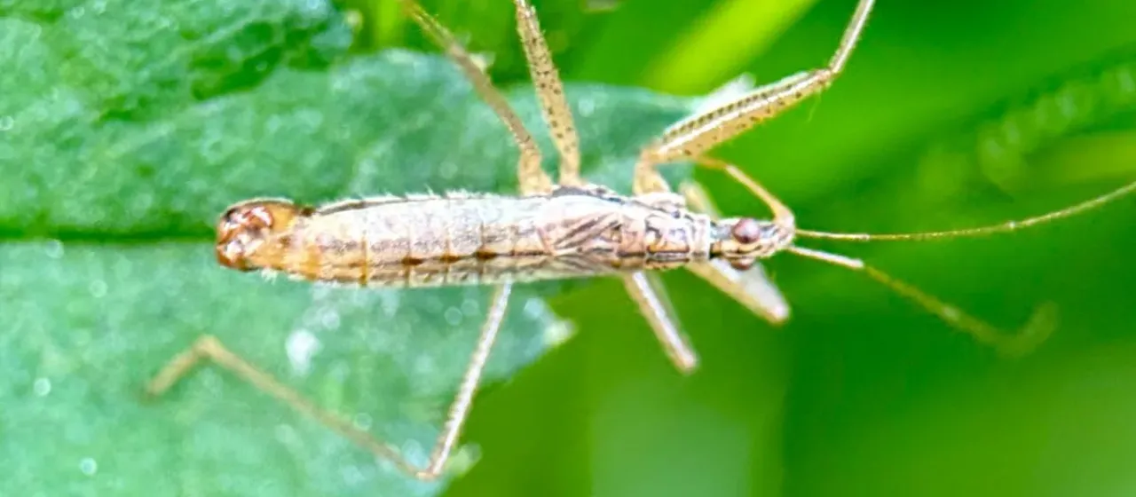 Marsh damsel bug