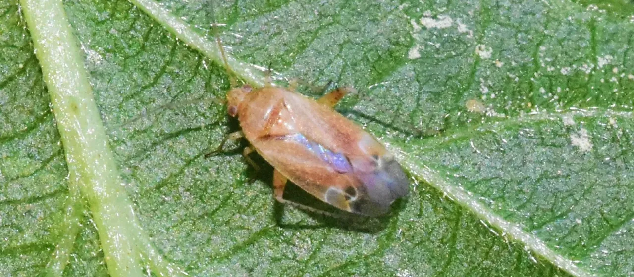 Клоп-слепняк Psallus varians