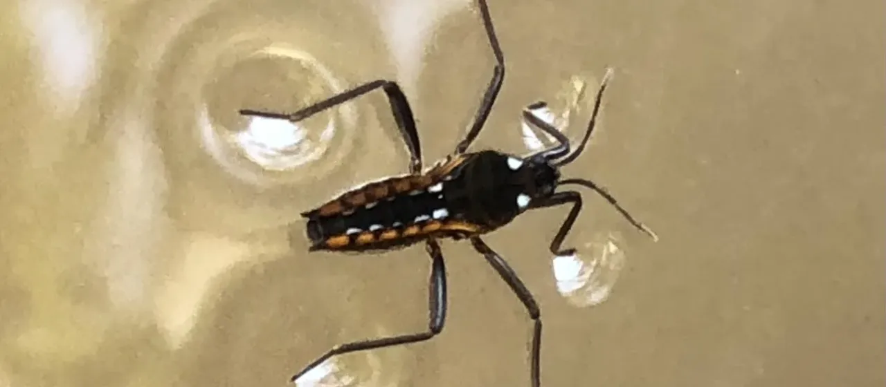 Velia caprai