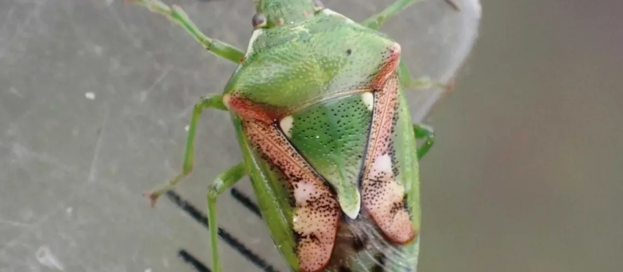 Juniper shield bug
