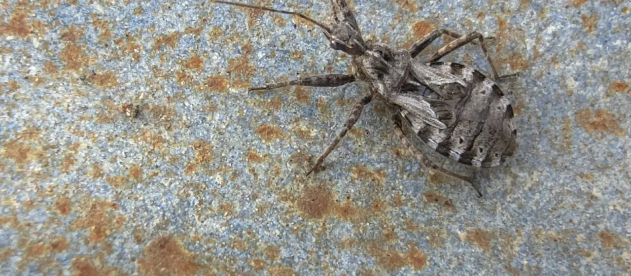 Heath assassin bug