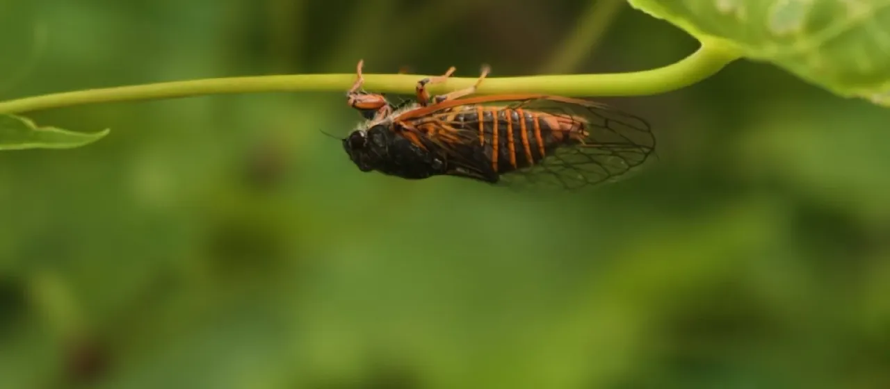 Mountain cicada