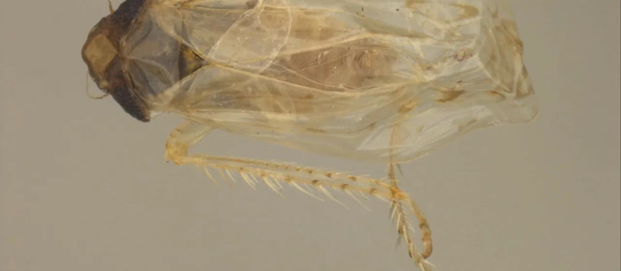 California grape leafhopper
