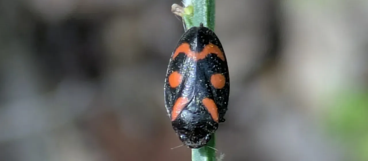 Cercopis arcuata