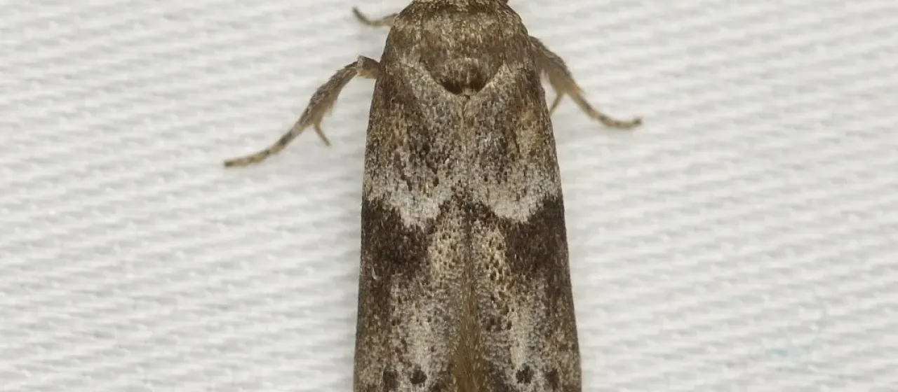 Acorn moth