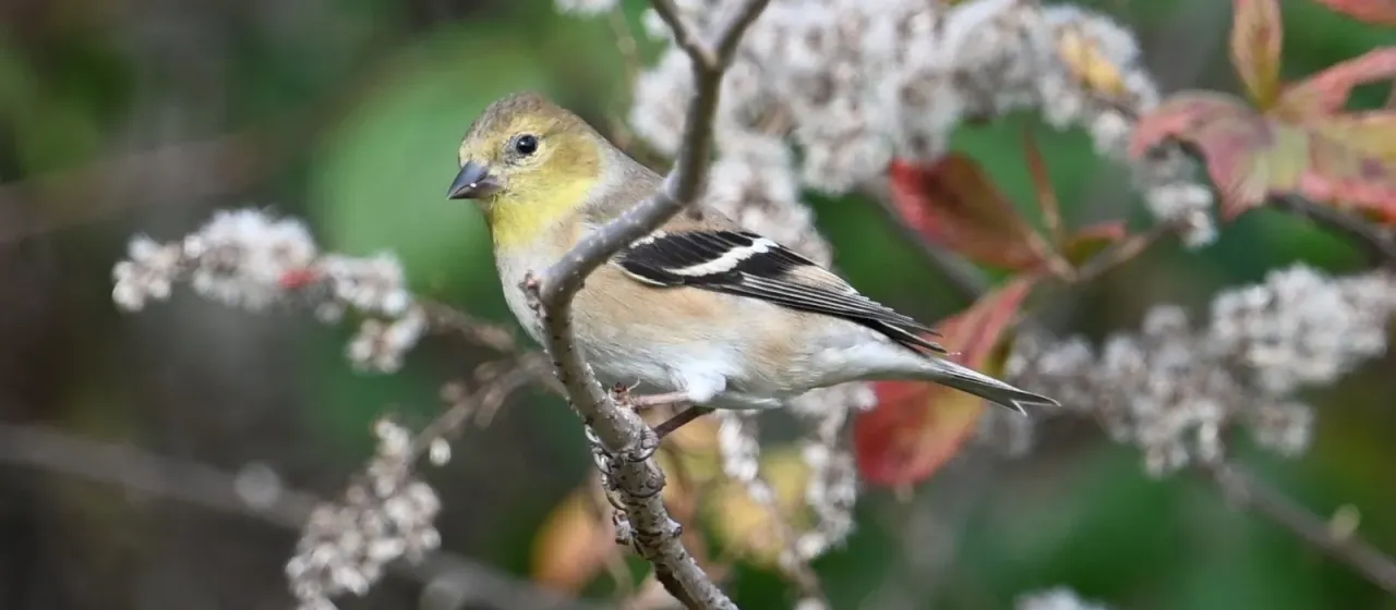 American goldfinch