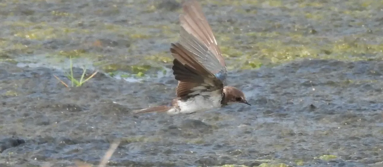 Sand martin