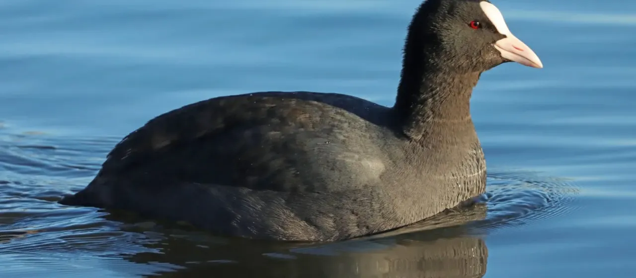 Coot