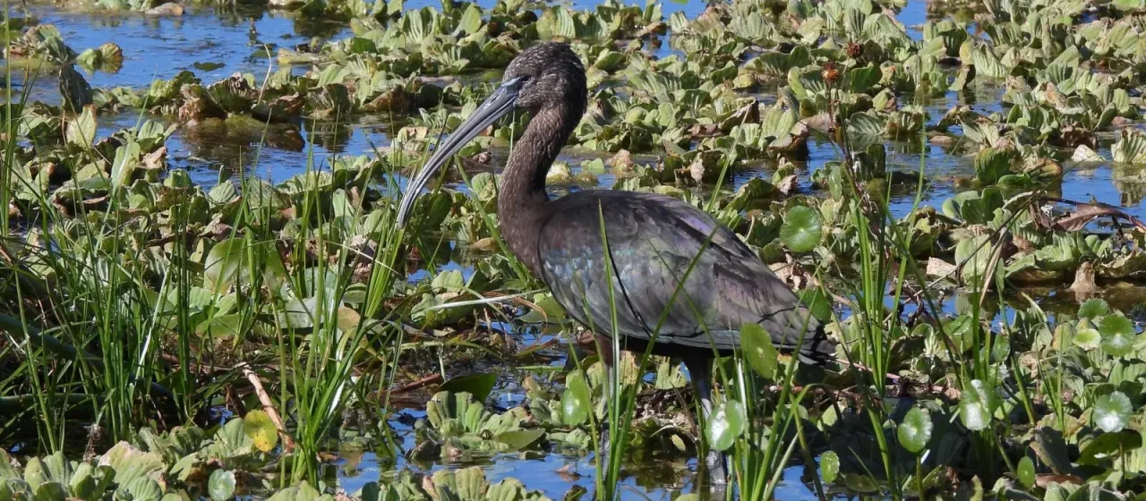 Glossy ibis
