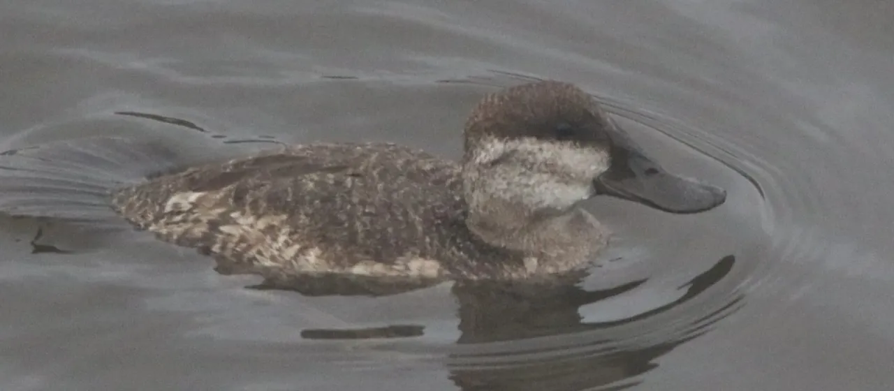 Ruddy duck