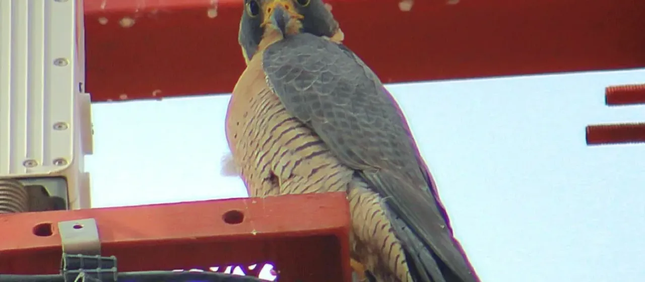 Peregrine falcon