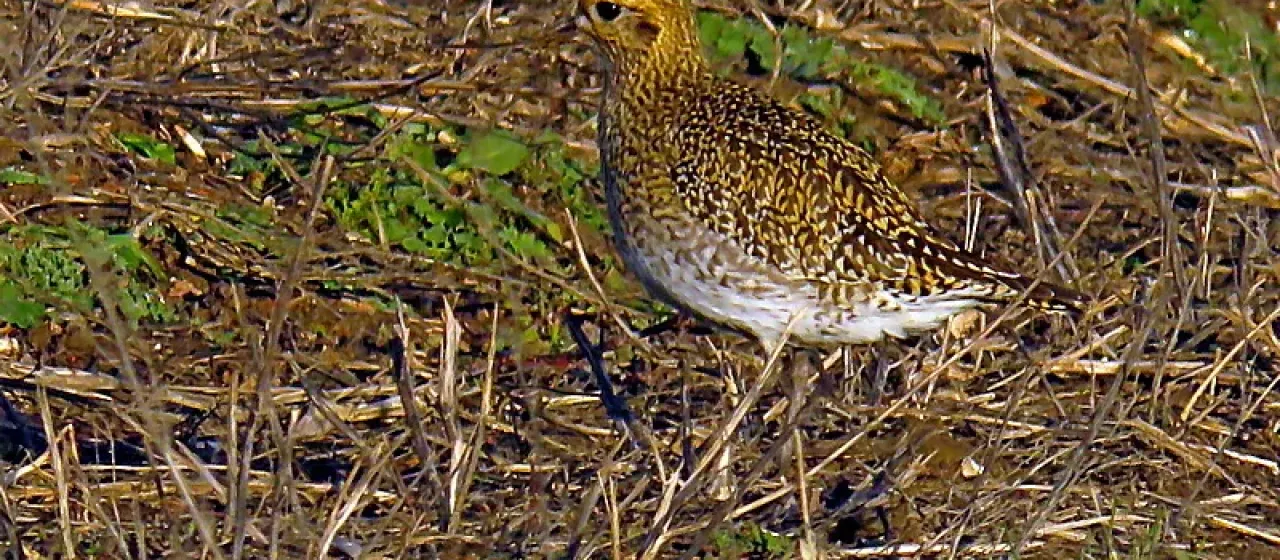 European golden plover