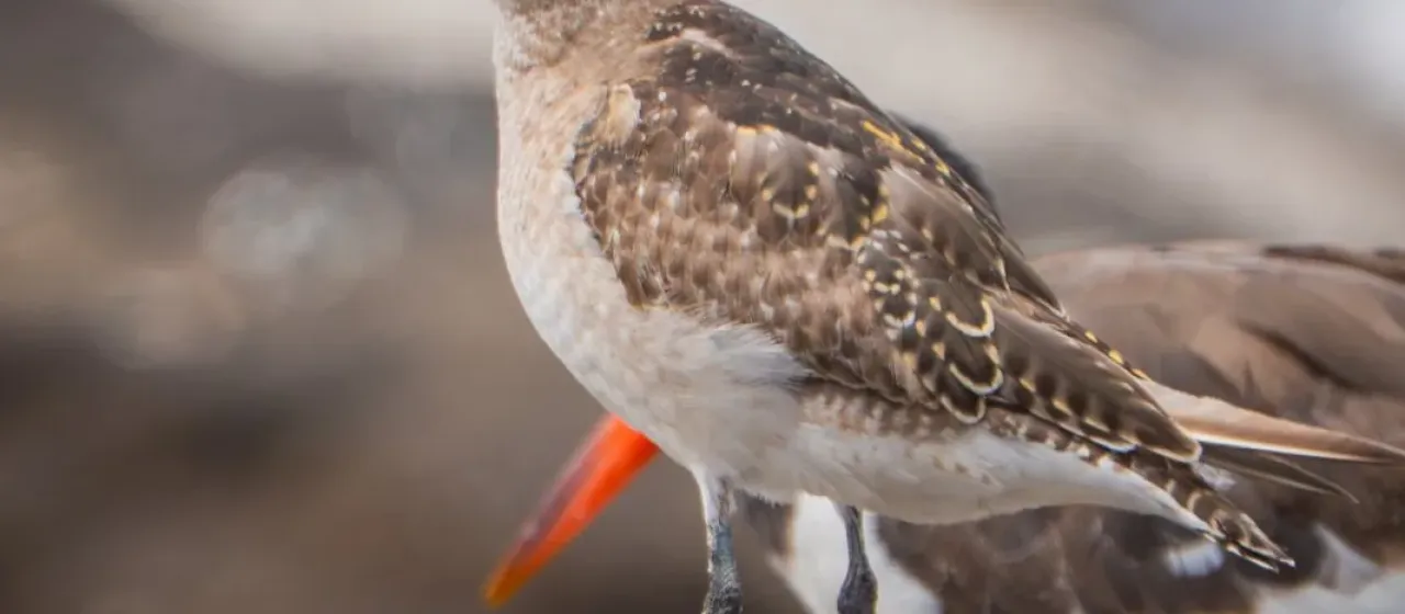 American golden plover